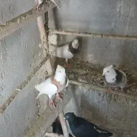 ۲۰ تا کبوتر  سالم و سرحال