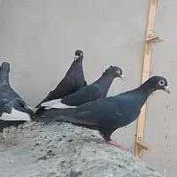 14تا کفتر