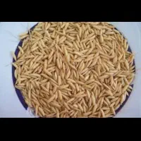 شلتوک