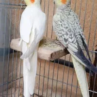 جفت عروس هلندی مولد