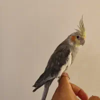 عروس هلندی سخنگو