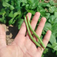 لوبیا سبز درجه یک