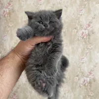 توله و بچه گربه بریتیش اسکاتیش پرشین