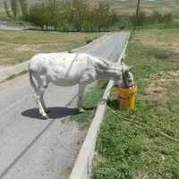ماده خر سواری وگاری کش