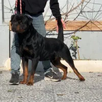 روتوایلر نر ۲/۵ساله حرفه ای