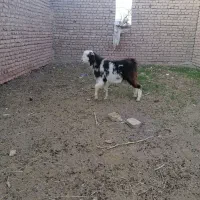 فروش 5تابزغاله دورگ بابب پلوار و سربریدن