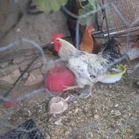 خروس محلی چاق سرحال ۶ ماهه