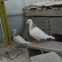 کبوتر طوقی
