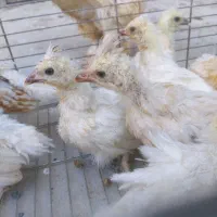 جوجه نژاد دار تزئینی خانگی