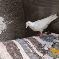 سلام یک جفت کفتر سفید پاک جوجه