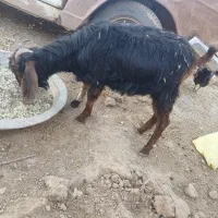بره و بزقاله