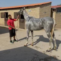 اسب تروبرد، یک سر