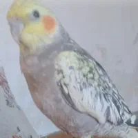 گمشده
