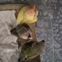 جوجه طوطی برزیلی سرلاکی