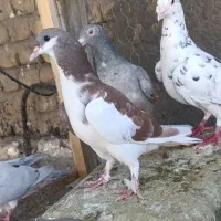 راست سرخ