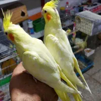 جوجه عروس زعفرونی دستی و چلوندنی