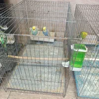 مرغ عشق پروانه ای