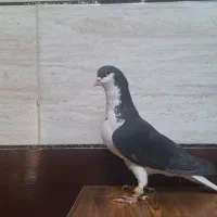 چپ سیاه شقه نر زدوخوردی قزوینی
