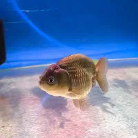 ماهی گلدفیش رنچو