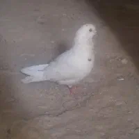 کفتر زاجر با پرشی