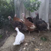 6عدد بو قلمون تخمگذار