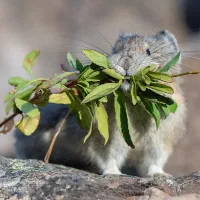 مینی خرگوش بچه توله جدید