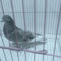 کبوتر