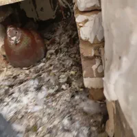تعدادی کفتر پرشی جوجه و سره