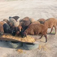 بره|حیوانات مزرعه|باقرشهر, |دیوار