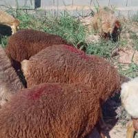 ۴تابره نرلاغرافشارومیش داشتی