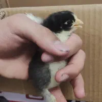 جوجه برهما بلک