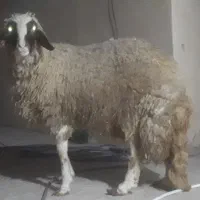 گوسفند نر