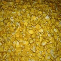 ذرت علوفه ای دان شده
