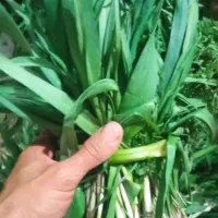 کنیوال بو کلانه ،تازه