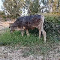 گوساله