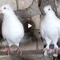 کفتر
