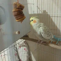 عروس هلندی