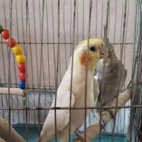 عروس هلندی