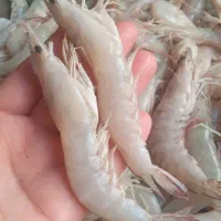 میگو سایز درشت