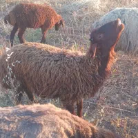 بره شیری میش گوسفند