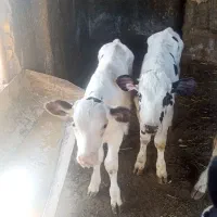 گوساله نر و ماده