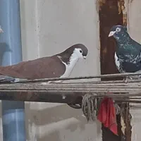 کفتر