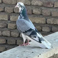کفتر کبوتر