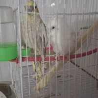 عروس هلندی گل باقلی و سفید
