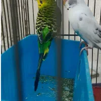 مرغ عشق