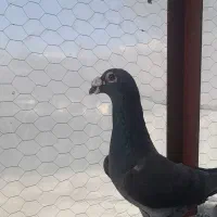 پلاکی نژادار