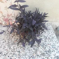 گل زیبا