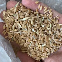 گندم درجه یک زیر قیمت بازار