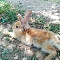 خرگوش ماده بازیگوش حرف گوش کن  دستی