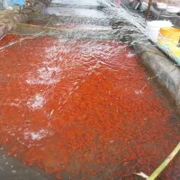 ماهی قرمز گلدفیش شب عید